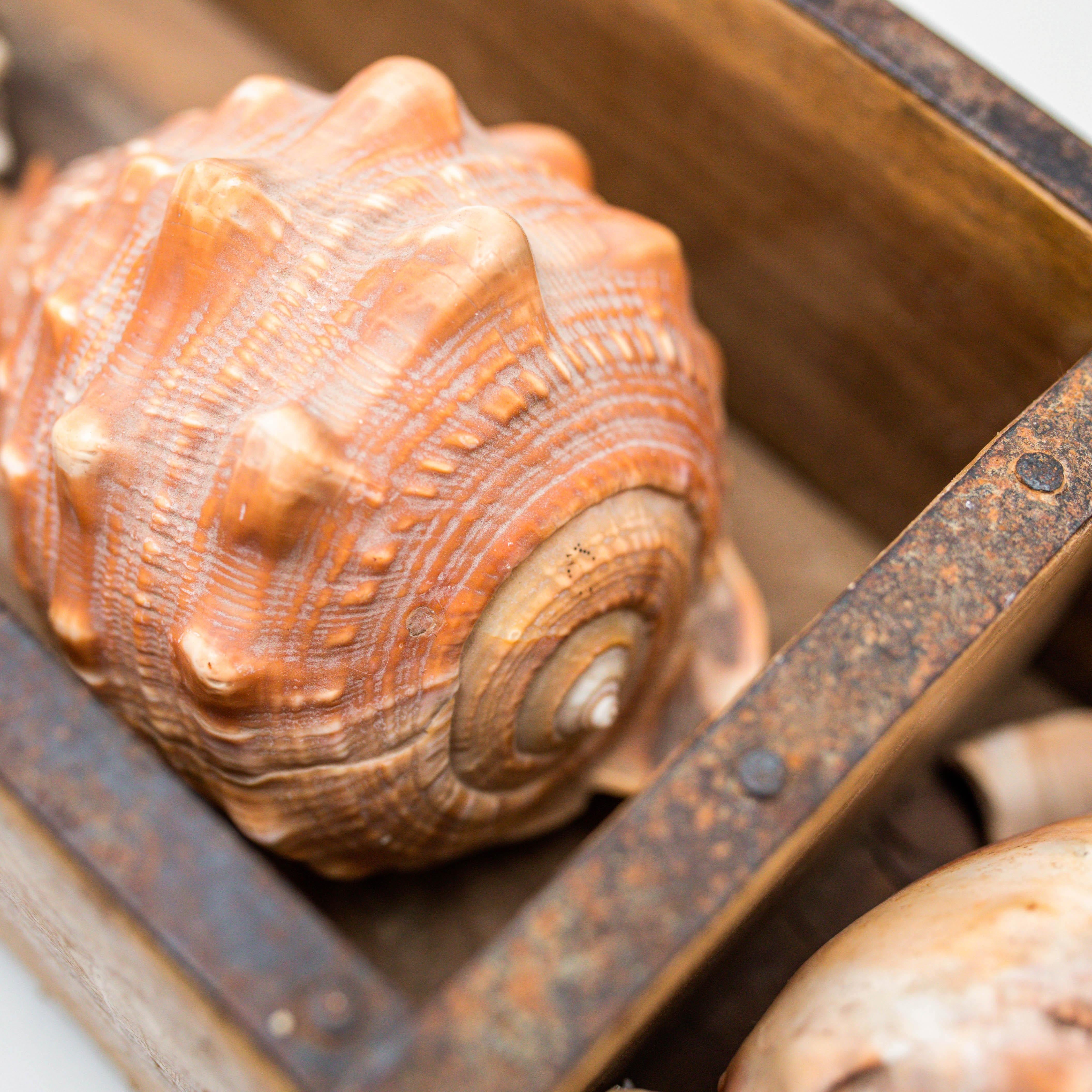Artwork with Shells, Circa 1990 For Sale 3
