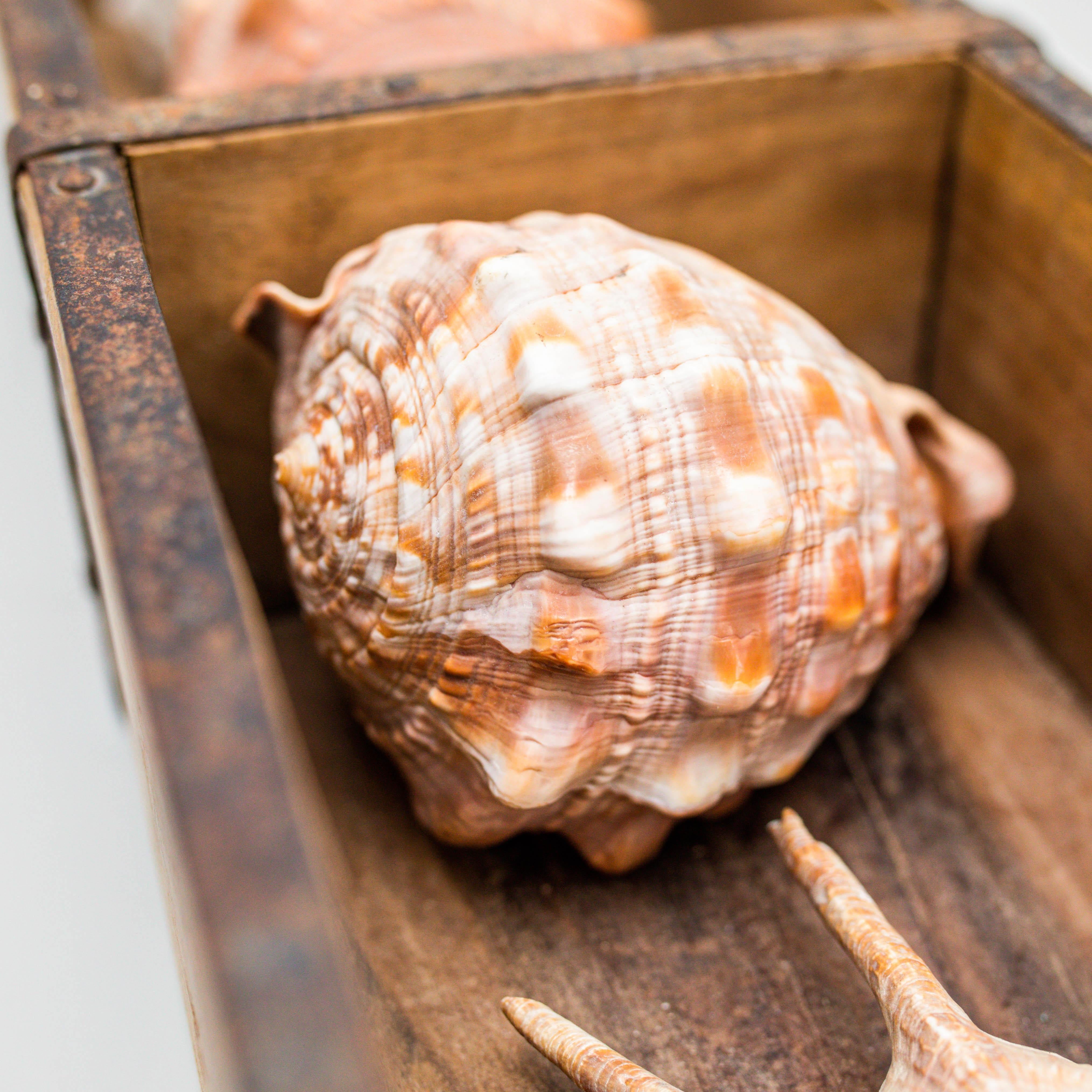 Artwork with Shells, Circa 1990 For Sale 4
