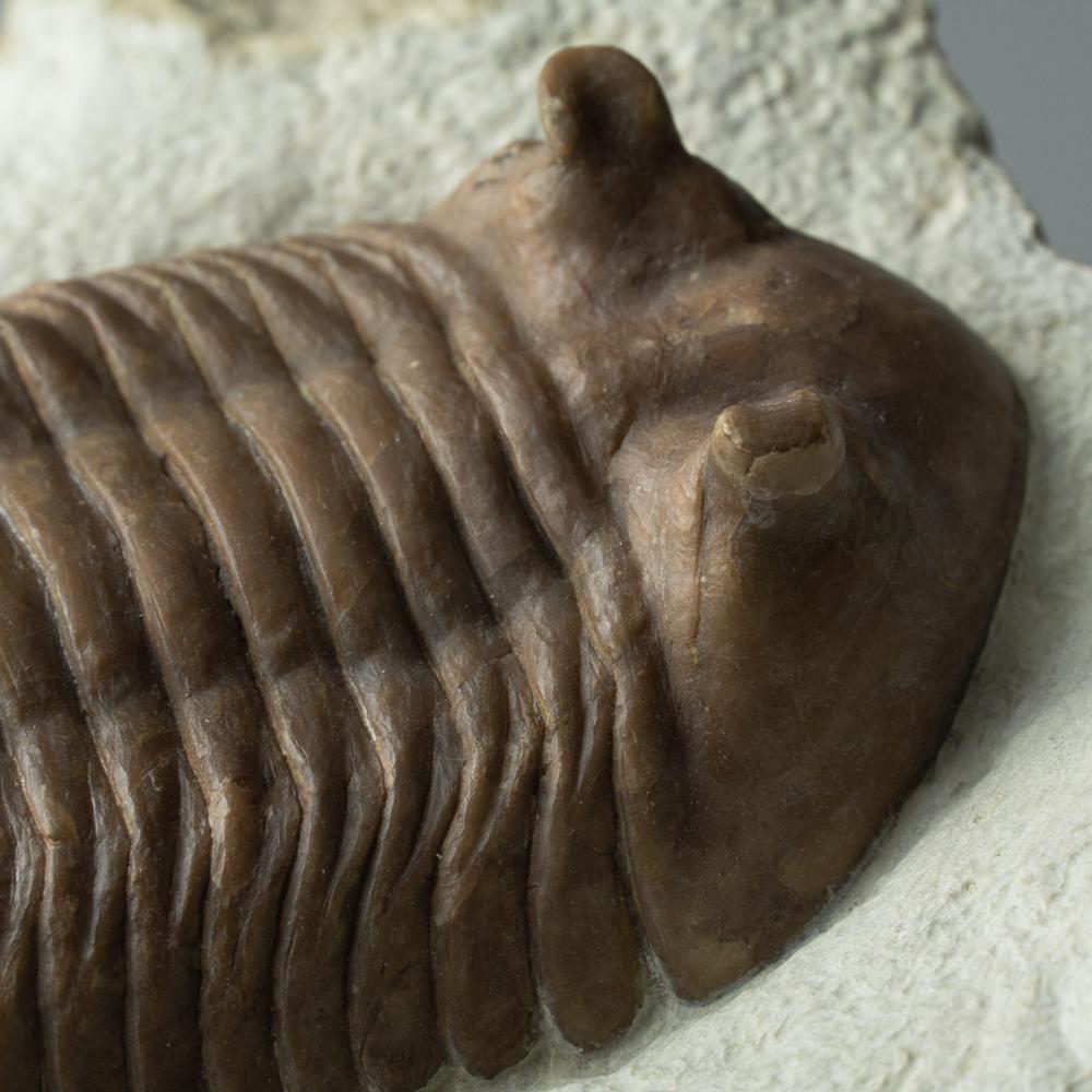 Trilobites, an early arthropod relative of spiders, horseshoe crabs, and scorpions, preserved in this level of detail only occurred as a result of very sudden underwater landslides called turbidite sequences, which ravaged the early earth when the
