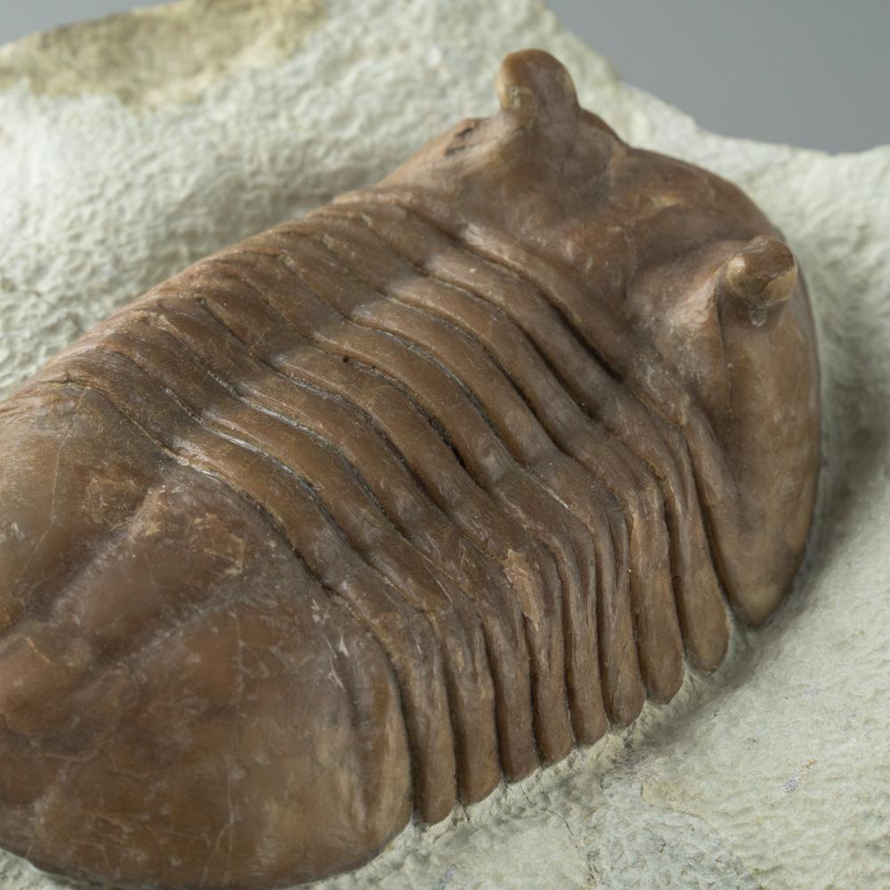 18th Century and Earlier Asaphus intermedius Trilobite from Morocco (844.4 grams) For Sale