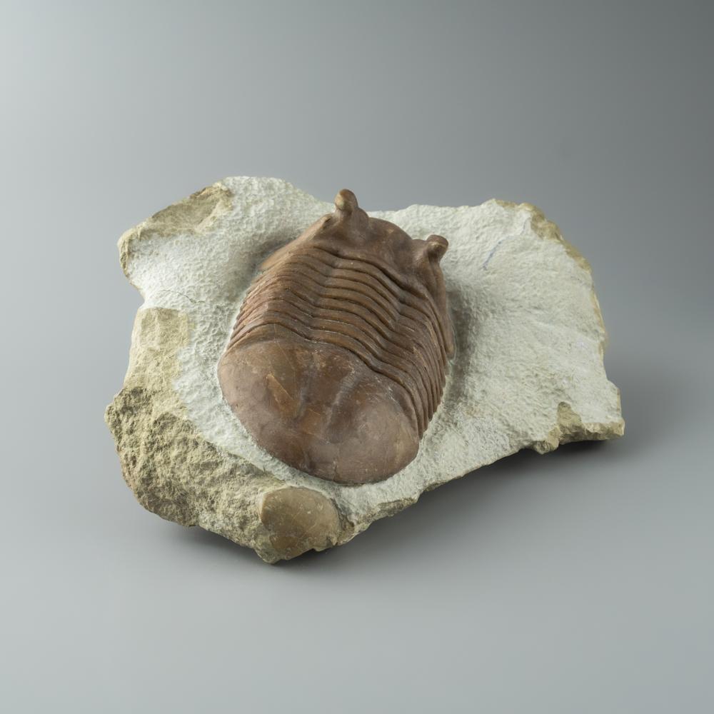 Other Asaphus intermedius Trilobite from Morocco (844.4 grams) For Sale