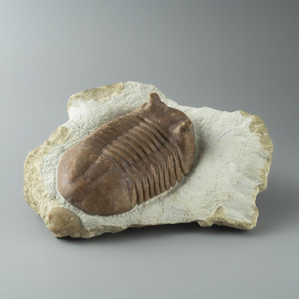 Asaphus intermedius Trilobite from Morocco (844.4 grams) For Sale 1