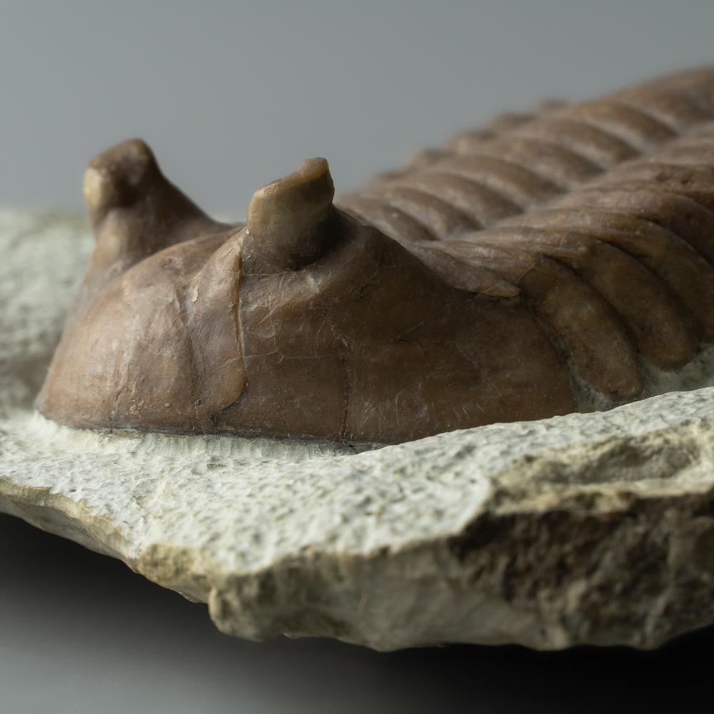 Asaphus intermedius Trilobite from Morocco (844.4 grams) For Sale 2