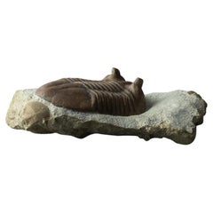 Antique Asaphus intermedius Trilobite from Morocco (844.4 grams)