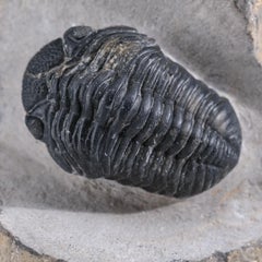 Asaphus intermedius Trilobite on Matrix from Morocco (1.7 lbs)