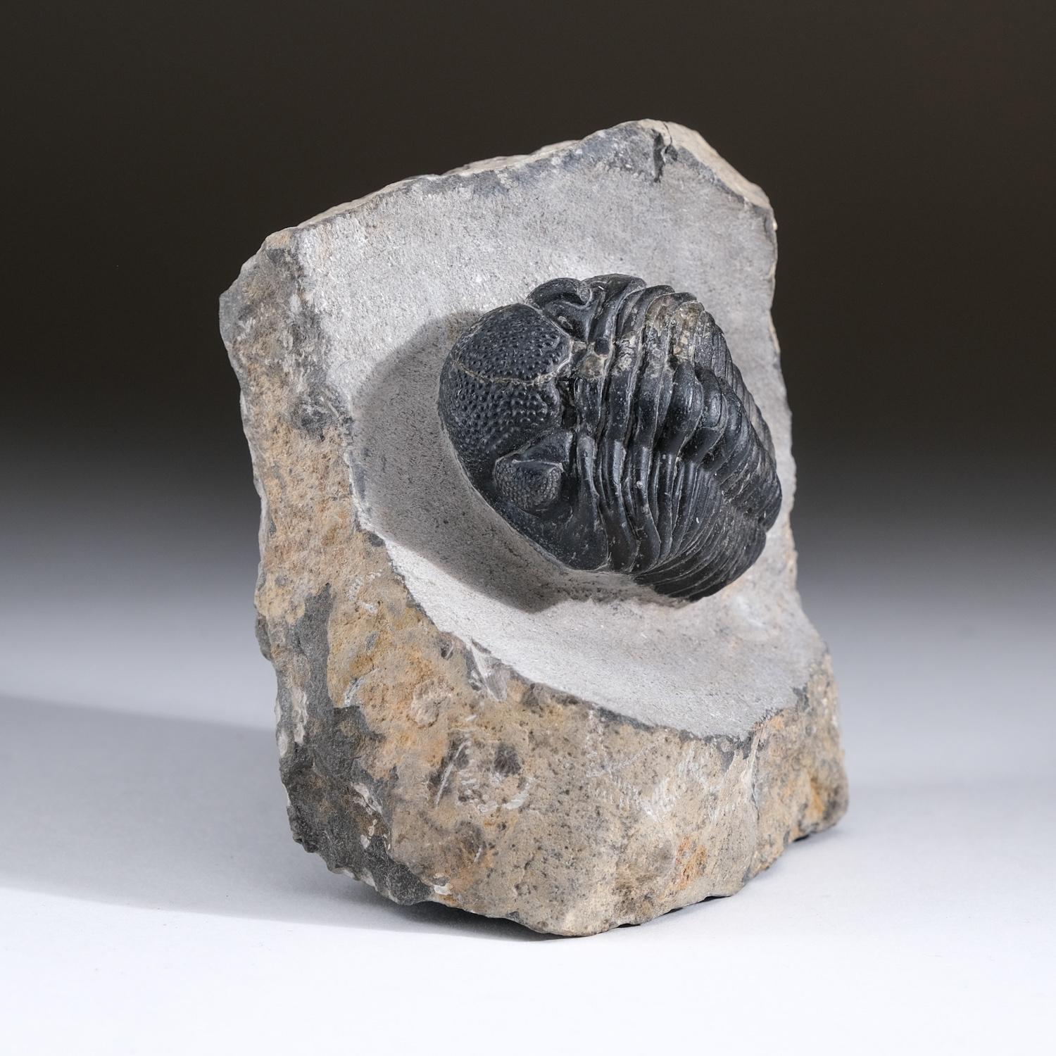 Asaphus intermedius Trilobite on Matrix from Morocco (1.7 lbs) In Good Condition For Sale In New York, NY
