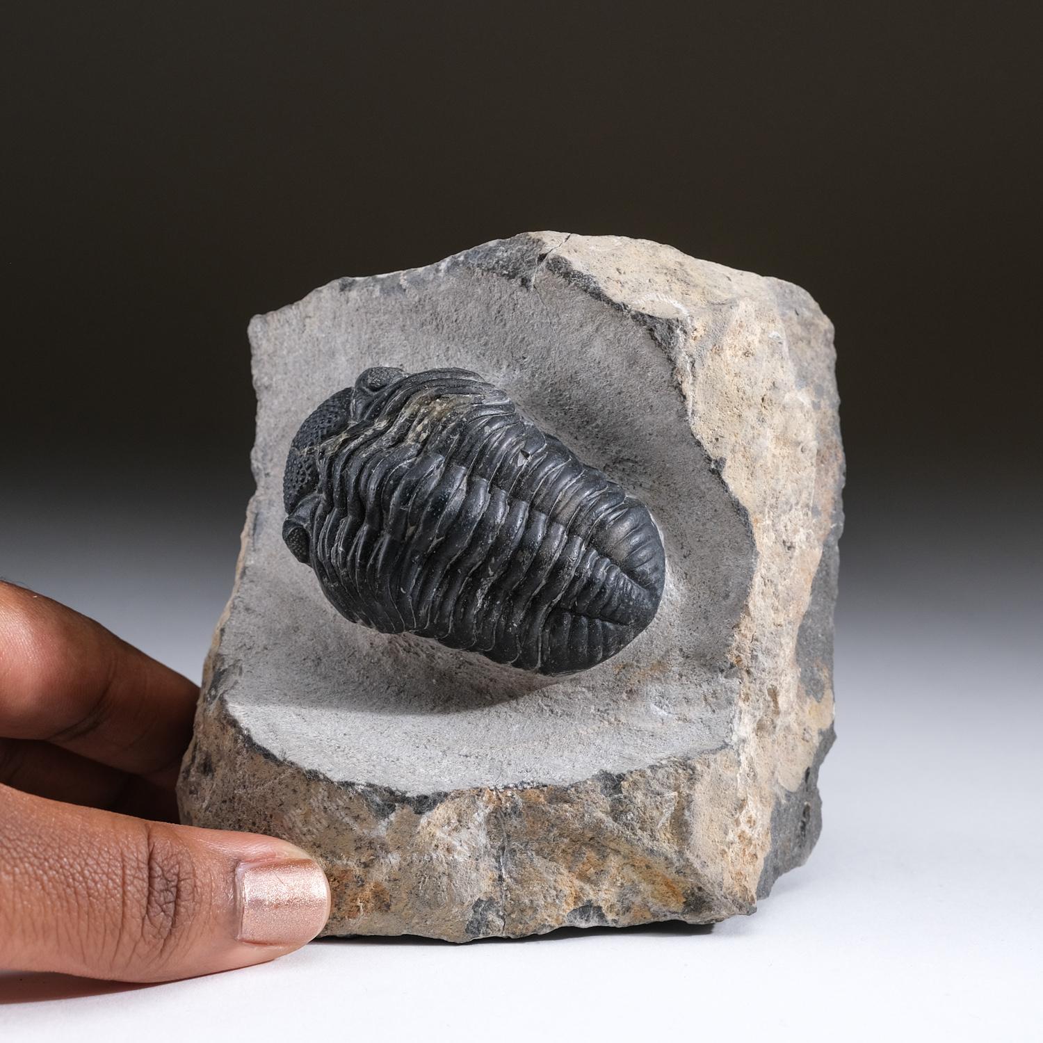 18th Century and Earlier Asaphus intermedius Trilobite on Matrix from Morocco (1.7 lbs) For Sale