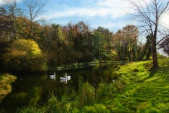 Swan-original réalisme faune cygne paysage peinture-art contemporain