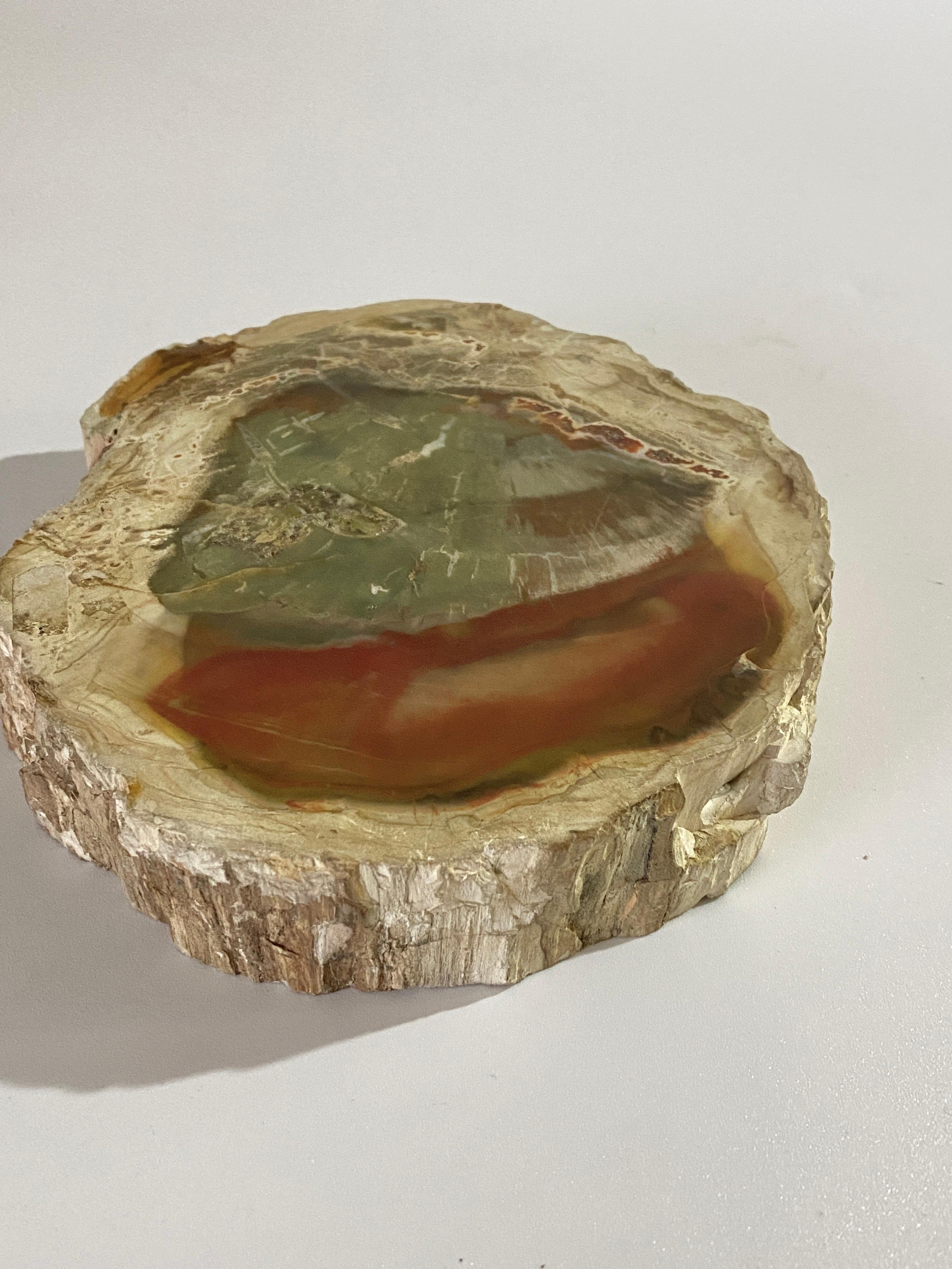 Ashtray in Petrified Wood, 15th Century and Earlier Organic Modern For Sale 1