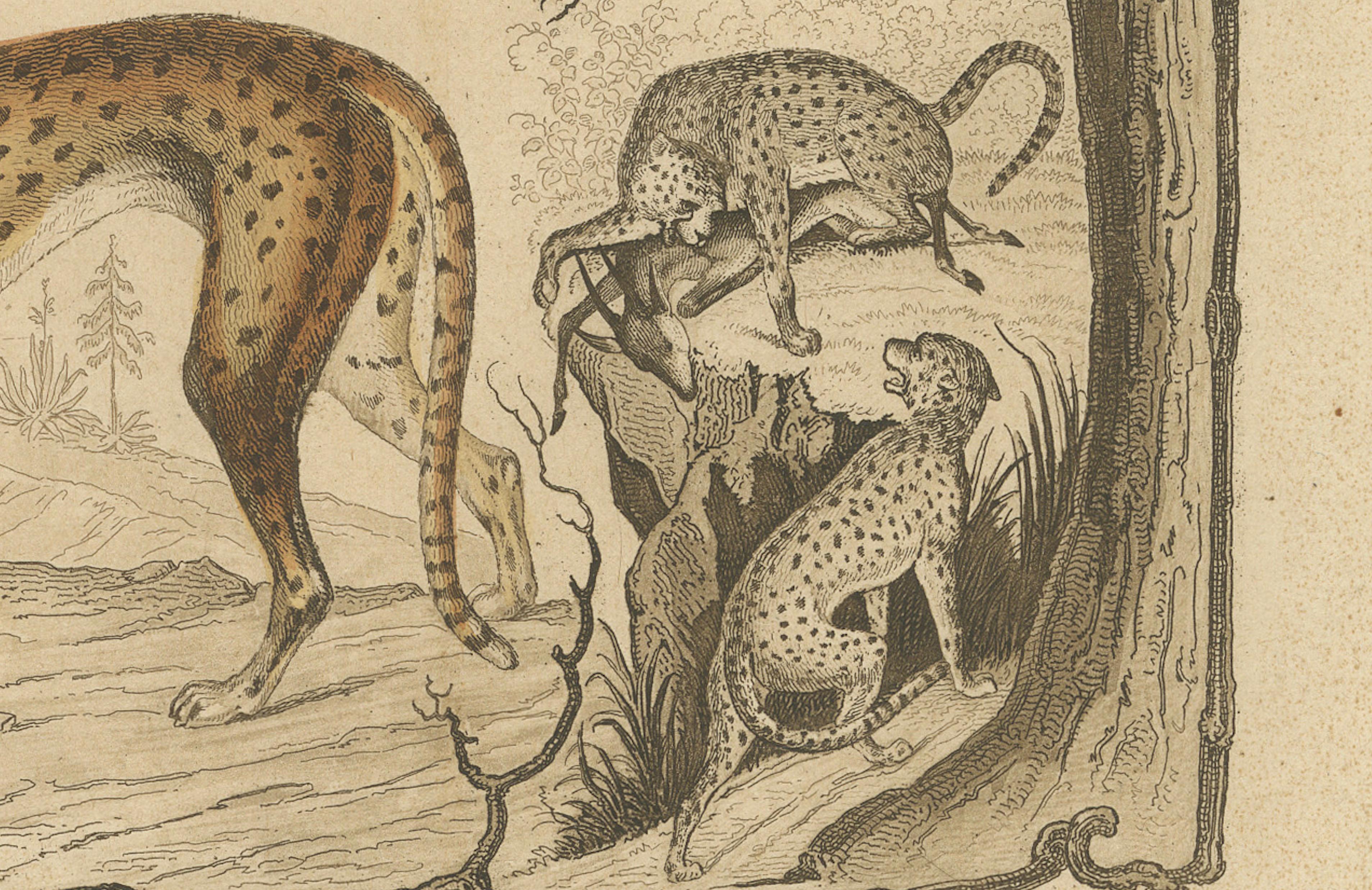 Paper Asian Wildlife and Hunting Scene – Antique German Engraving, c.1840 For Sale