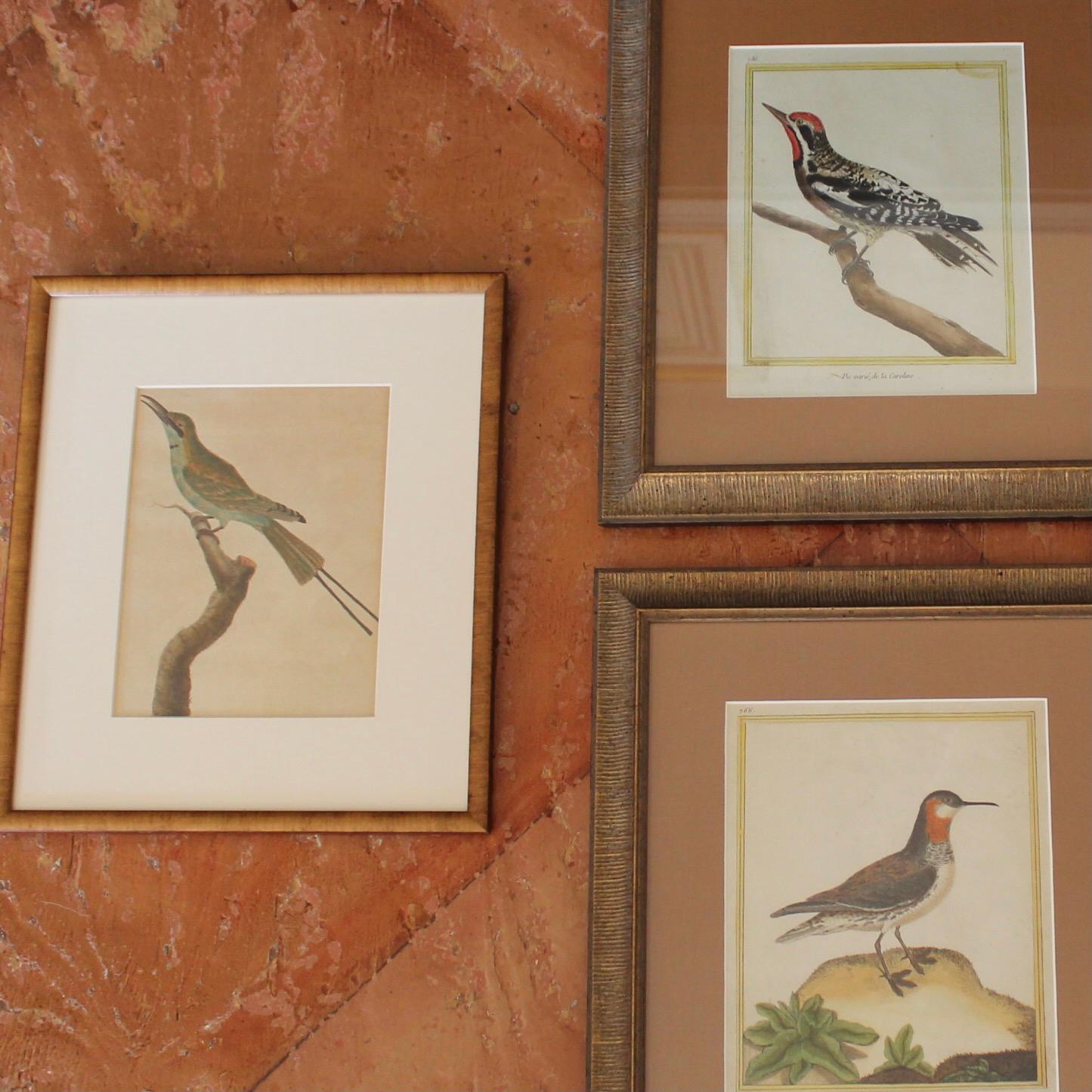 Assembled Set Of Four Copperplate Engravings Of Birds By François Martinet For Sale 5