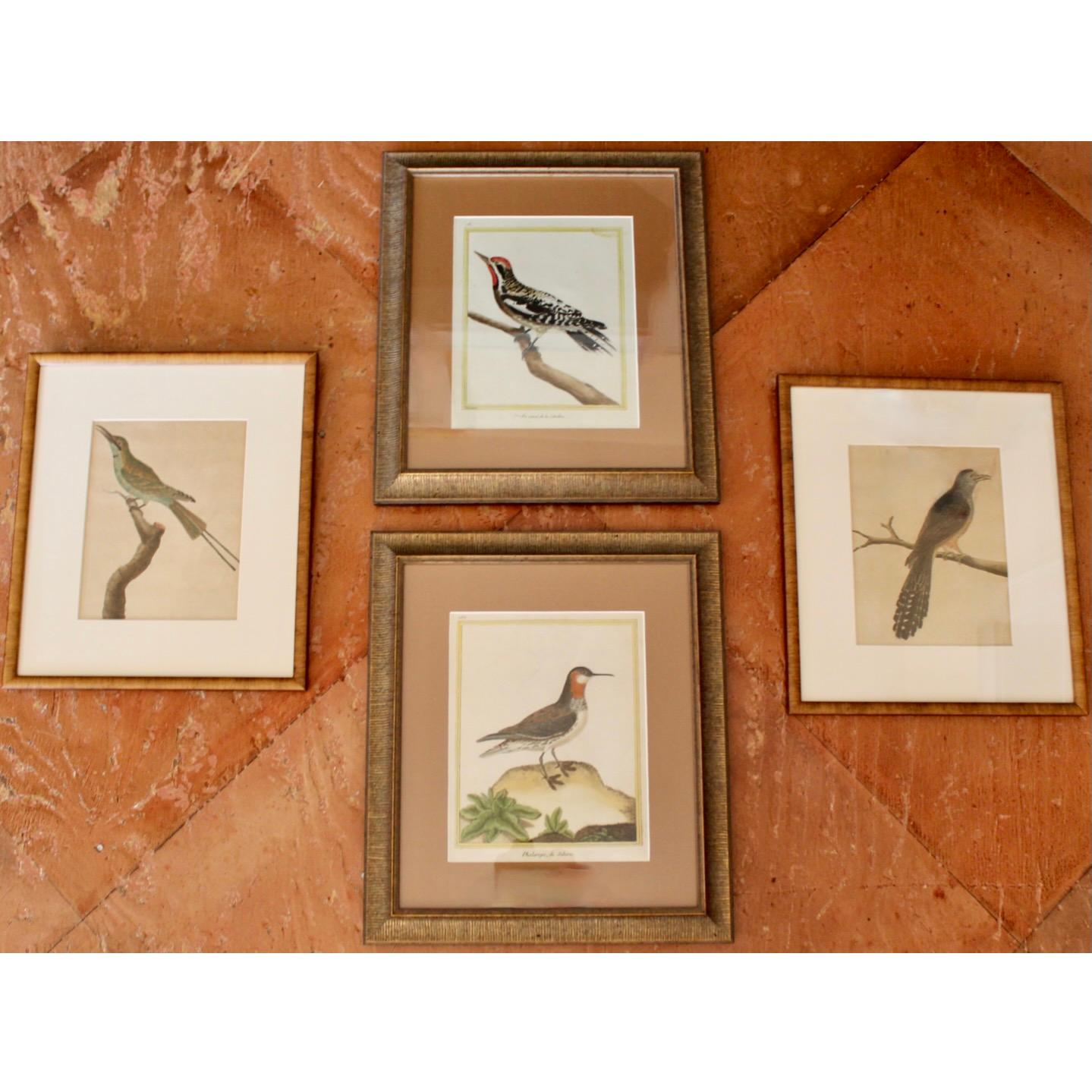Hand colored in delicate detail, framed and matted original late 18th century engravings, two with labels visible: “Phalarope de Siberie” and “Pie varié de la Caroline.” Martinet (1731-?) was born in Paris and worked independently as well as with
