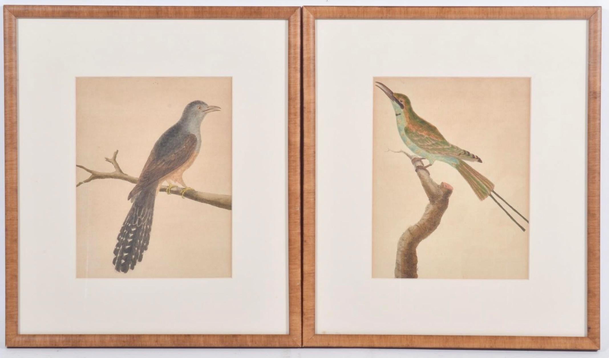Louis XVI Assembled Set Of Four Copperplate Engravings Of Birds By François Martinet For Sale