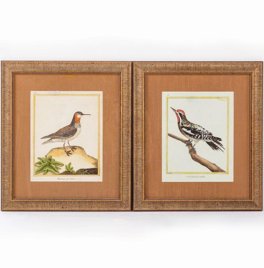 Engraved Assembled Set Of Four Copperplate Engravings Of Birds By François Martinet For Sale