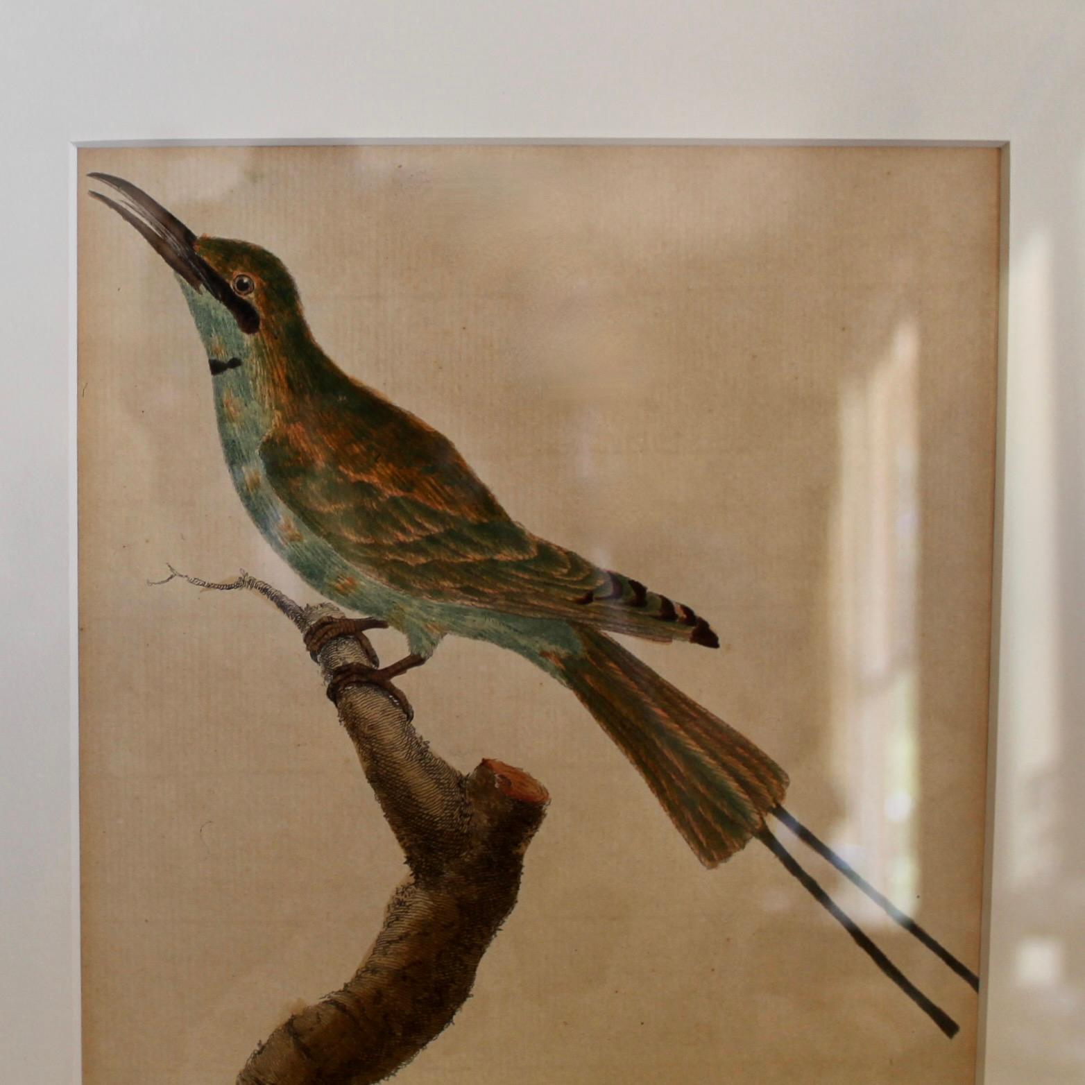 18th Century Assembled Set Of Four Copperplate Engravings Of Birds By François Martinet For Sale
