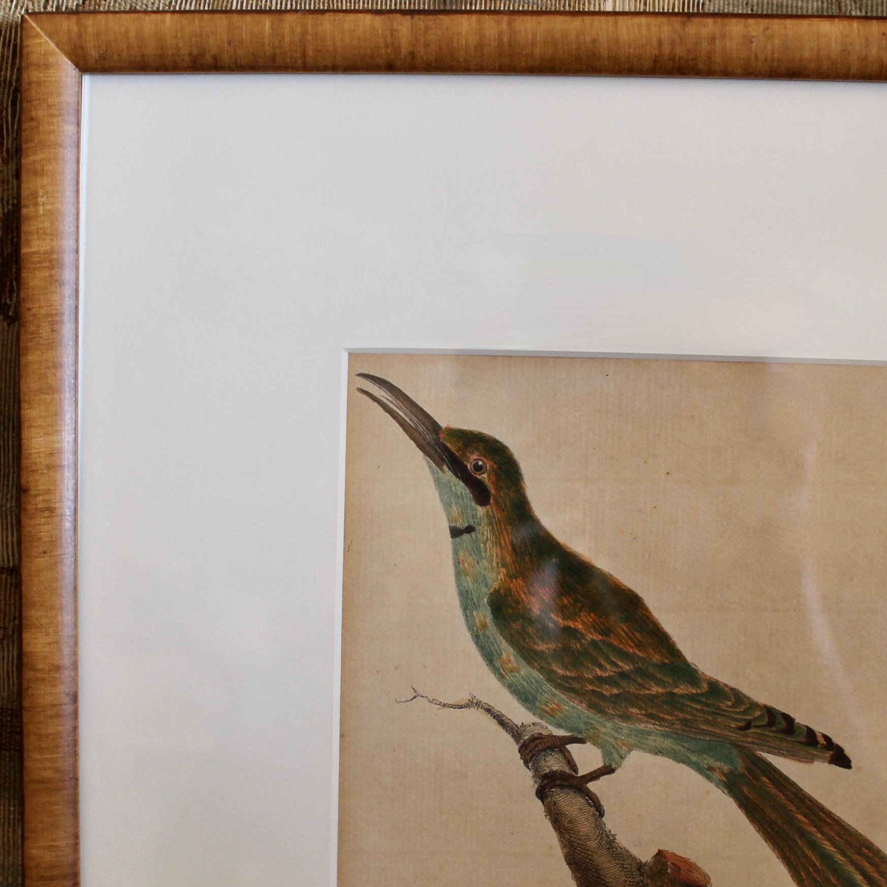 Bois doré Ensemble de quatre gravures sur cuivre d'oiseaux de François Martinet en vente