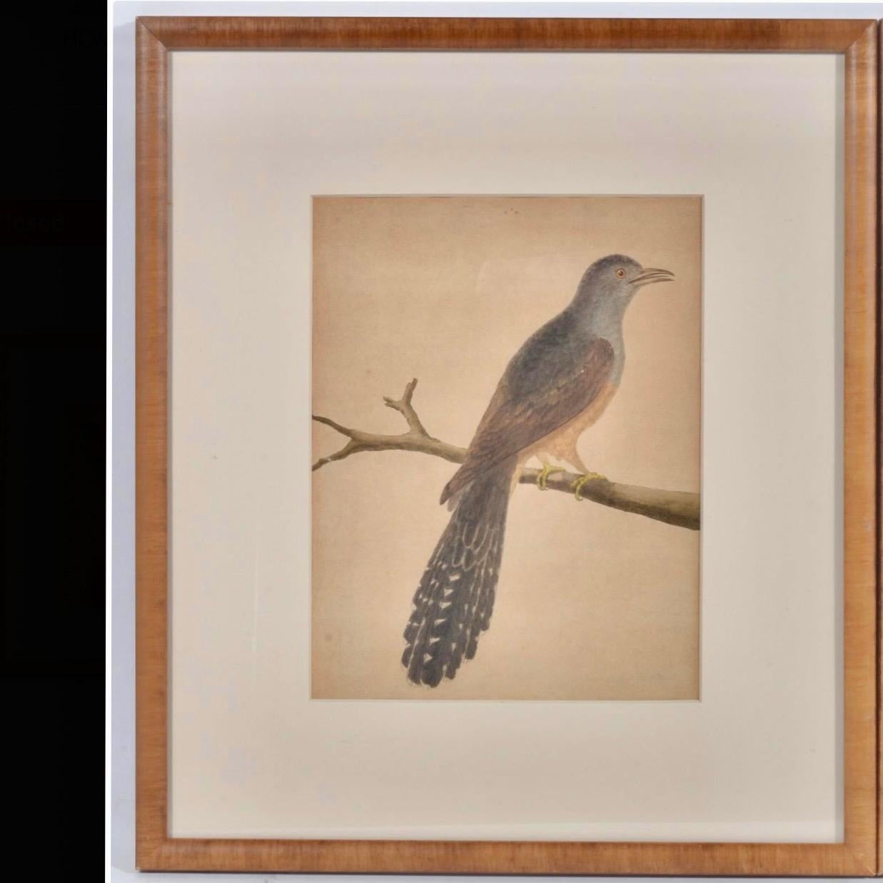 Conjunto de cuatro grabados al cobre de pájaros de François Martinet en venta 1