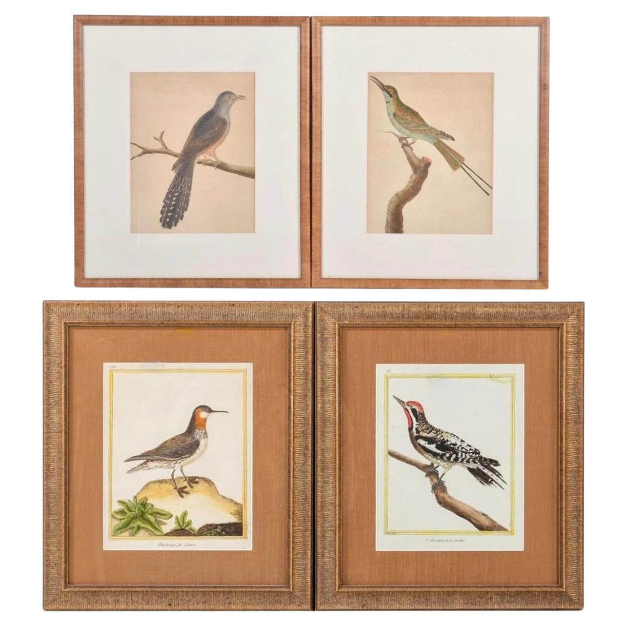 Ensemble de quatre gravures sur cuivre d'oiseaux de François Martinet en vente