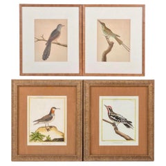 Ensemble de quatre gravures sur cuivre d'oiseaux de François Martinet