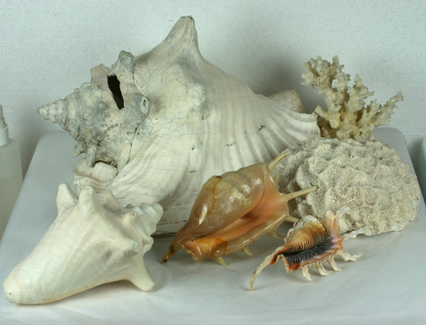 Lovely Assortment of Decorative Shells of all species including Queen, spider conchs, brain and branch coral, all great for decorative use. Small natural losses but overall very nice condition.