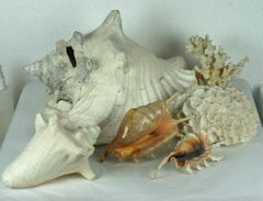 Assortment of Decorative Shells