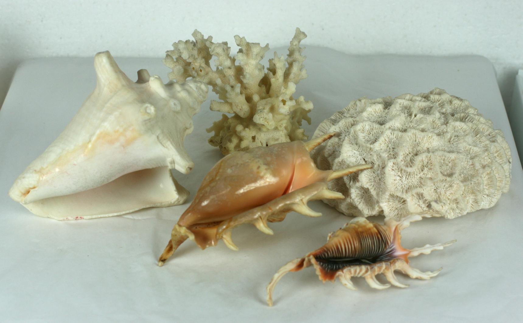 Unknown Assortment of Decorative Shells For Sale