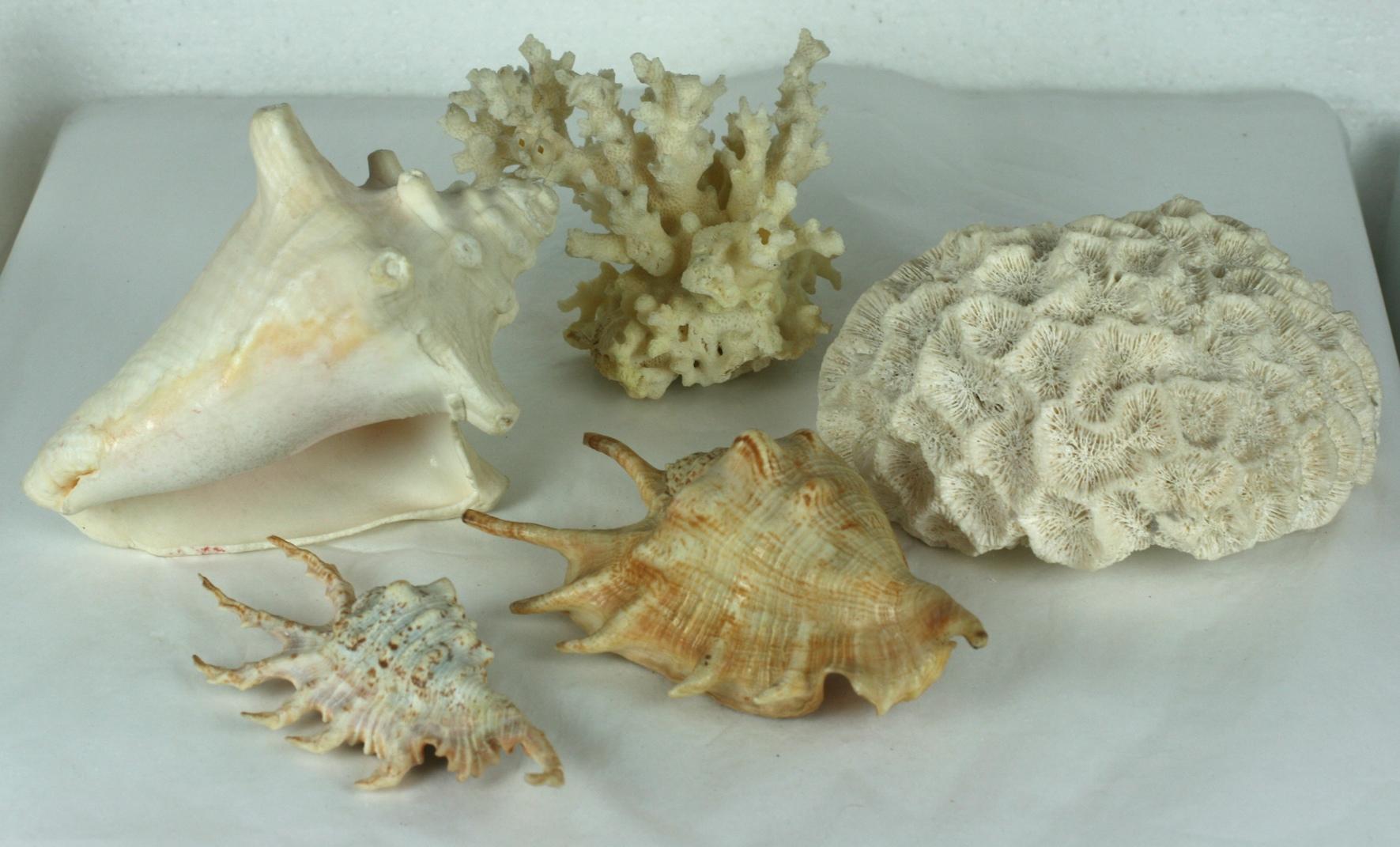 Assortment of Decorative Shells In Good Condition For Sale In Riverdale, NY