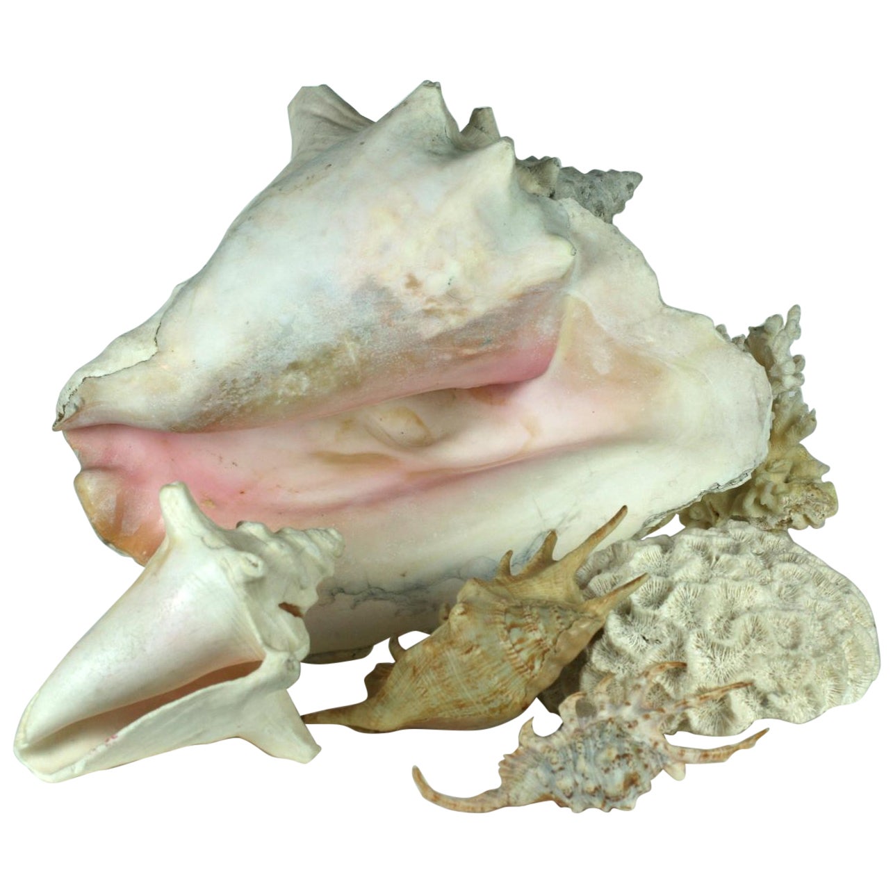 Sortiment an dekorativen Muscheln