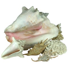 Sortiment an dekorativen Muscheln