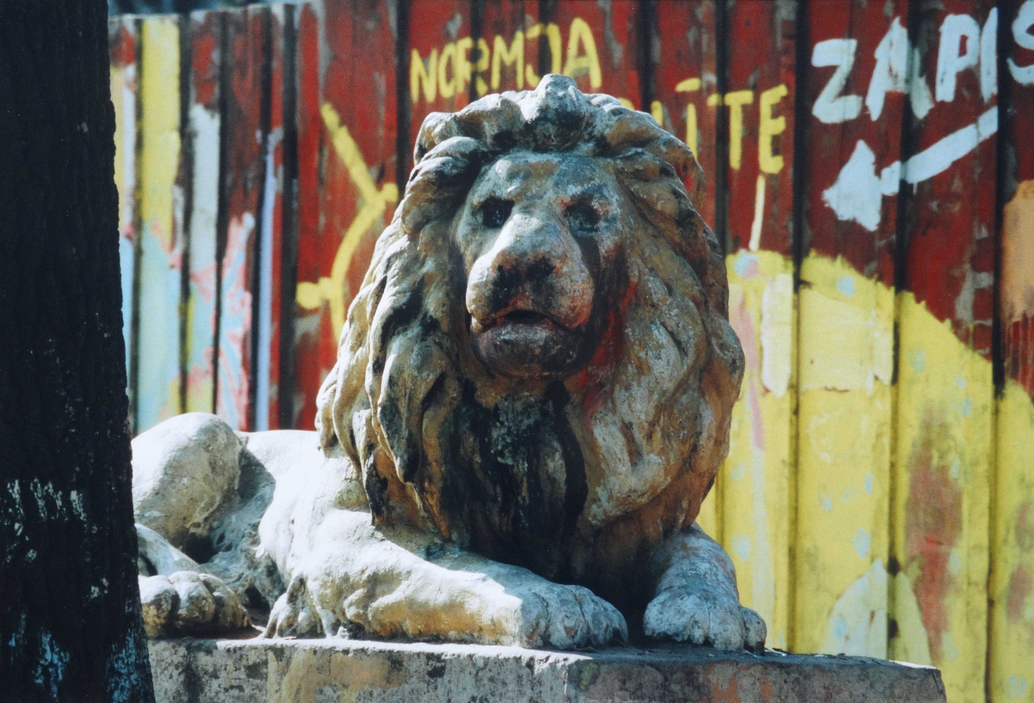 León. Fotografía, 30,5x45,5 cm