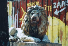Lion. Photography, 30.5x45.5 cm