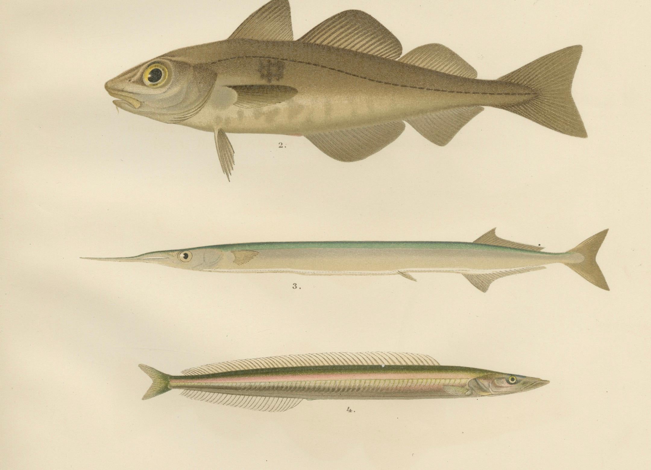 Kabeljau, Schellfisch, Hornhecht und Sandaal - Vielfältige skandinavische Fische Lithographie  

Diese prächtige Lithografie aus dem 19. Jahrhundert von *Skandinaviens Fiskar* zeigt eine Reihe typischer skandinavischer Fischarten: den Kabeljau