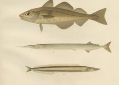 Atlantic Cod, Haddock, Garfish and Sand Eel - Scandinavian Fish Lithograph, 1895