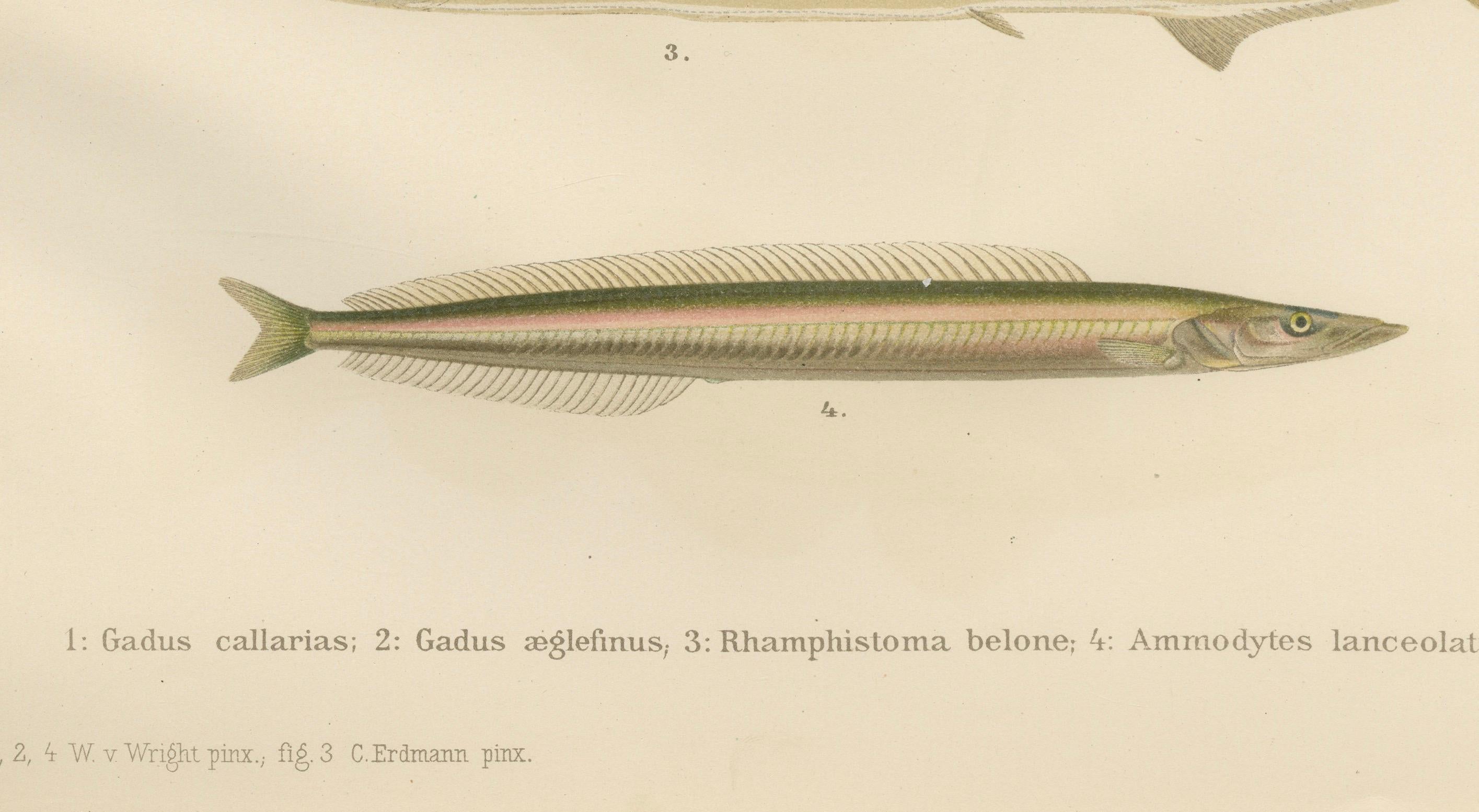 Atlantic Cod, Haddock, Garfish und Sand Eel – skandinavische Fischlithographie mit Fischen, 1895 im Zustand „Gut“ im Angebot in Langweer, NL