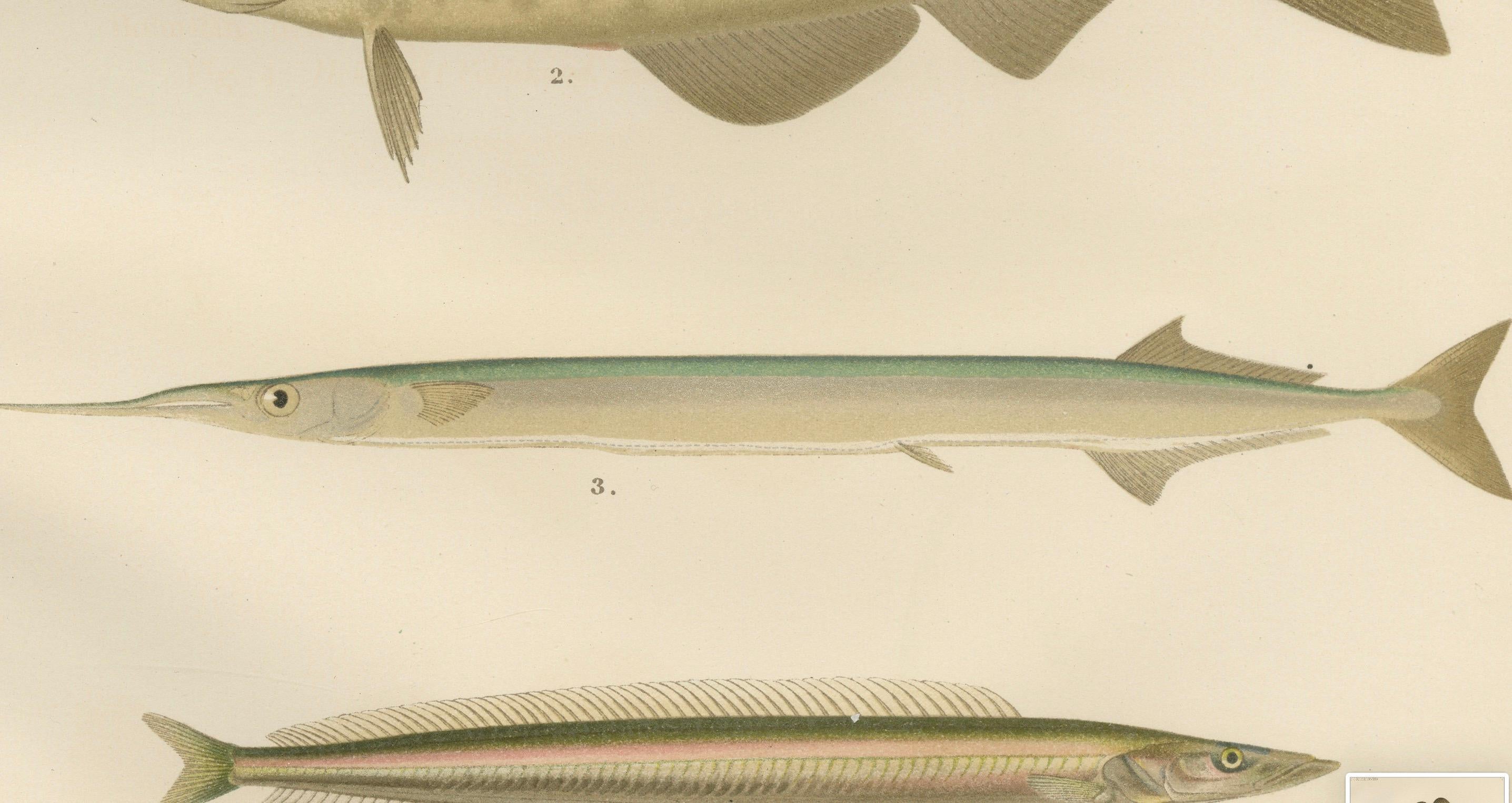 Atlantic Cod, Haddock, Garfish und Sand Eel – skandinavische Fischlithographie mit Fischen, 1895 (Spätes 19. Jahrhundert) im Angebot