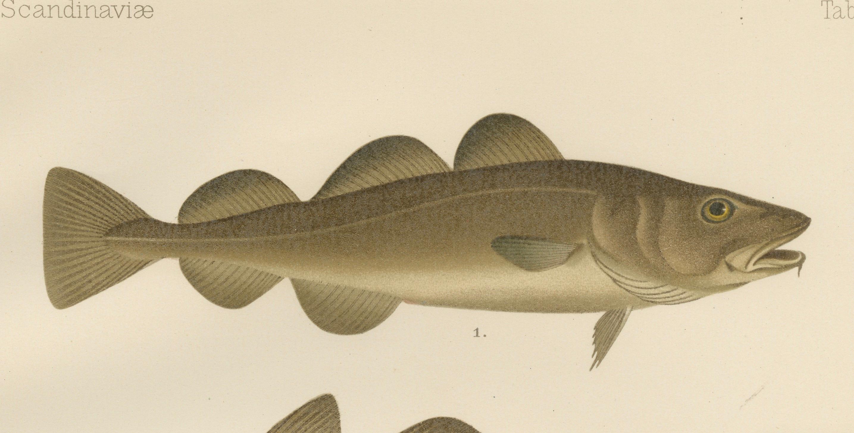 Atlantic Cod, Haddock, Garfish und Sand Eel – skandinavische Fischlithographie mit Fischen, 1895 (Papier) im Angebot