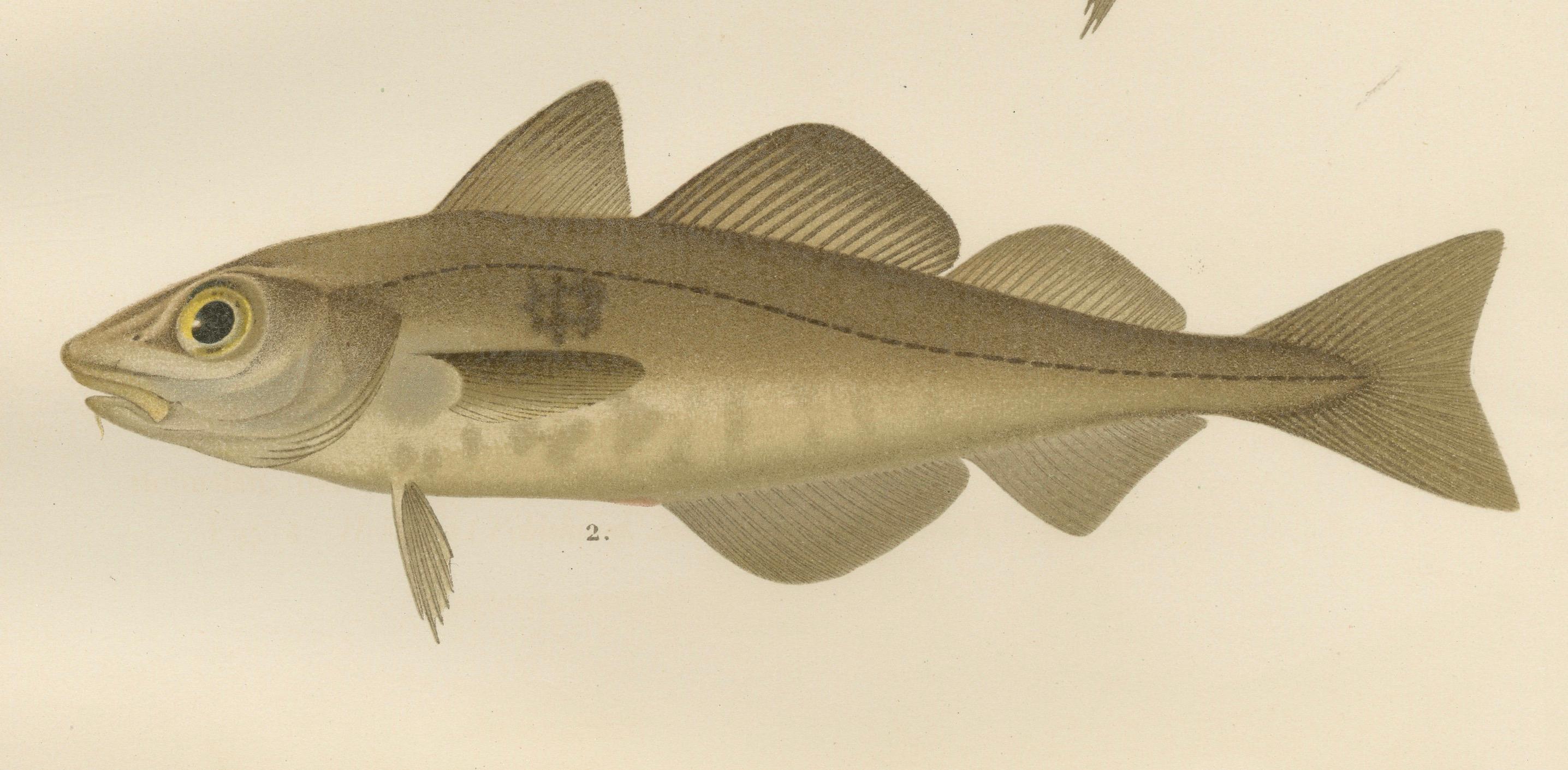 Atlantic Cod, Haddock, Garfish und Sand Eel – skandinavische Fischlithographie mit Fischen, 1895 im Angebot 1