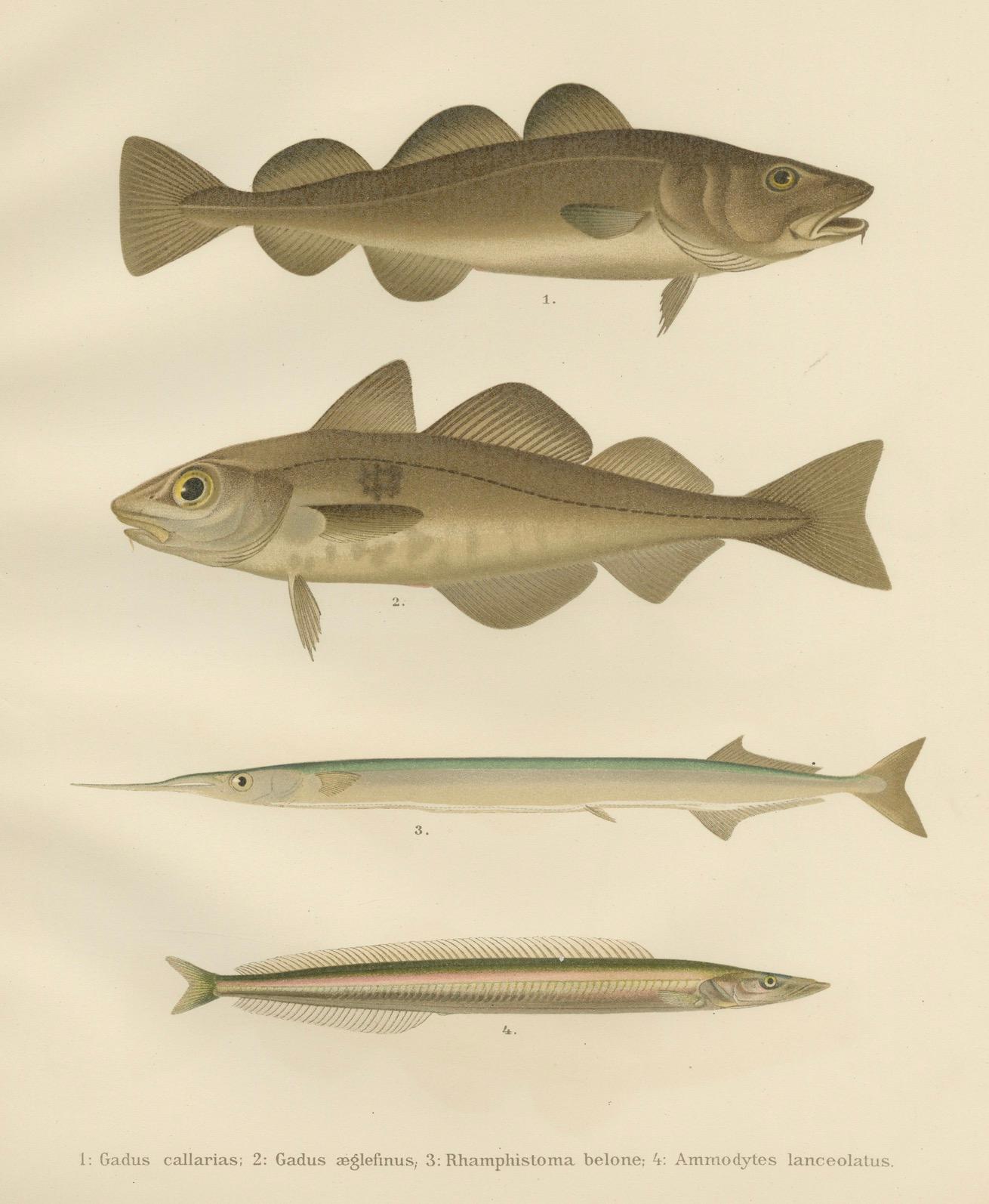 Atlantic Cod, Haddock, Garfish und Sand Eel – skandinavische Fischlithographie mit Fischen, 1895 im Angebot 2