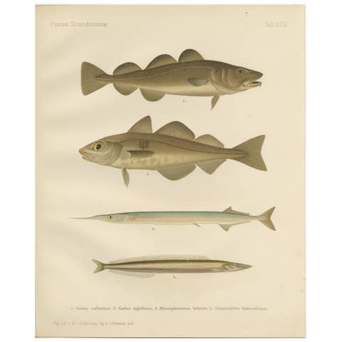 Atlantic Cod, Haddock, Garfish and Sand Eel - Scandinavian Fish Lithograph, 1895