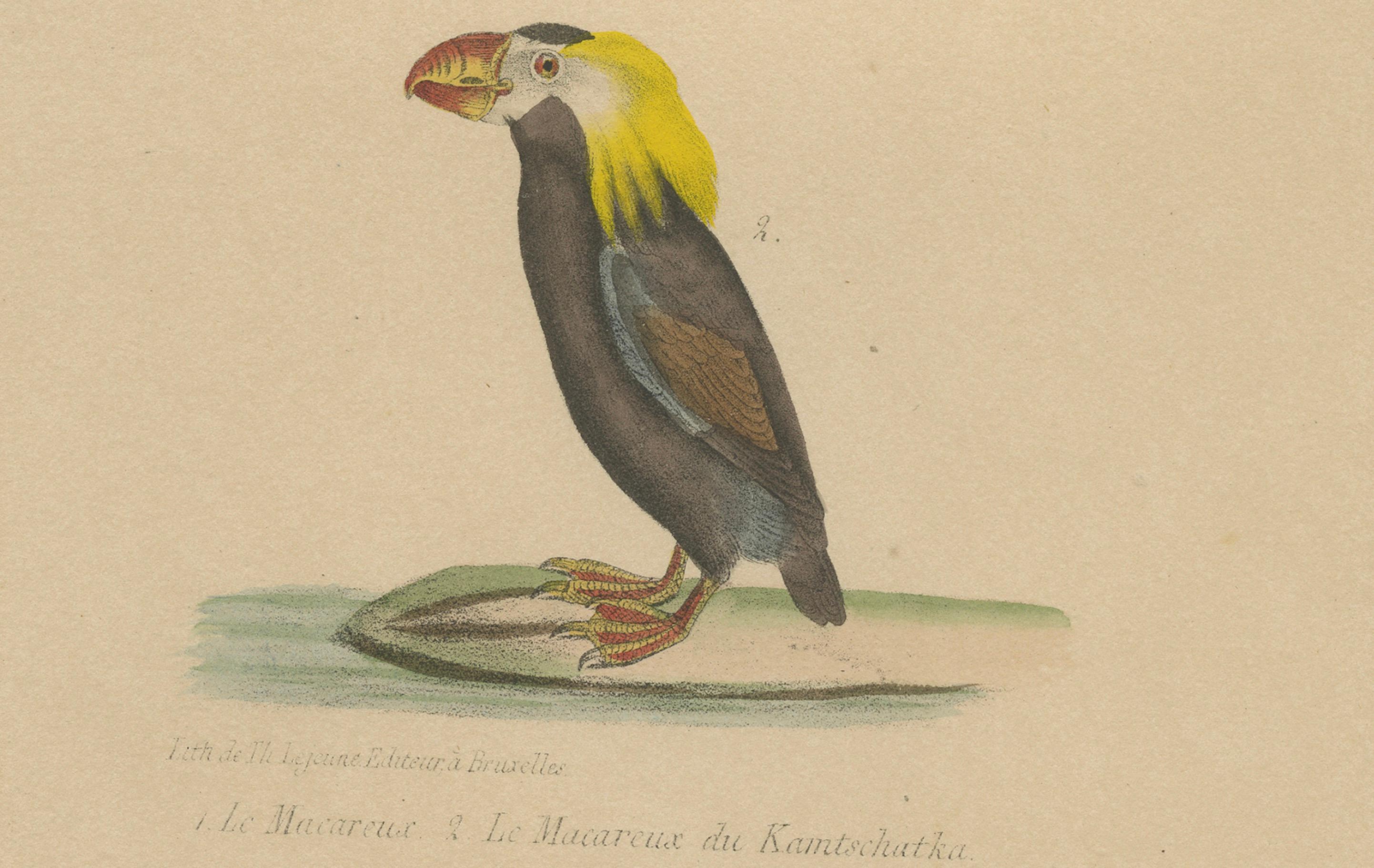 Atlantic Puffin & Tufted Puffin – Antique hand-coloured lithograph, c.1828

A finely hand-coloured lithograph from the early 19th century showing two striking seabirds: the Atlantic Puffin (Le Macareux) above and the Tufted Puffin (Le Macareux du