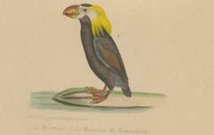Atlantic Puffin & Tufted Puffin – Antique hand-coloured lithograph, c.1828
