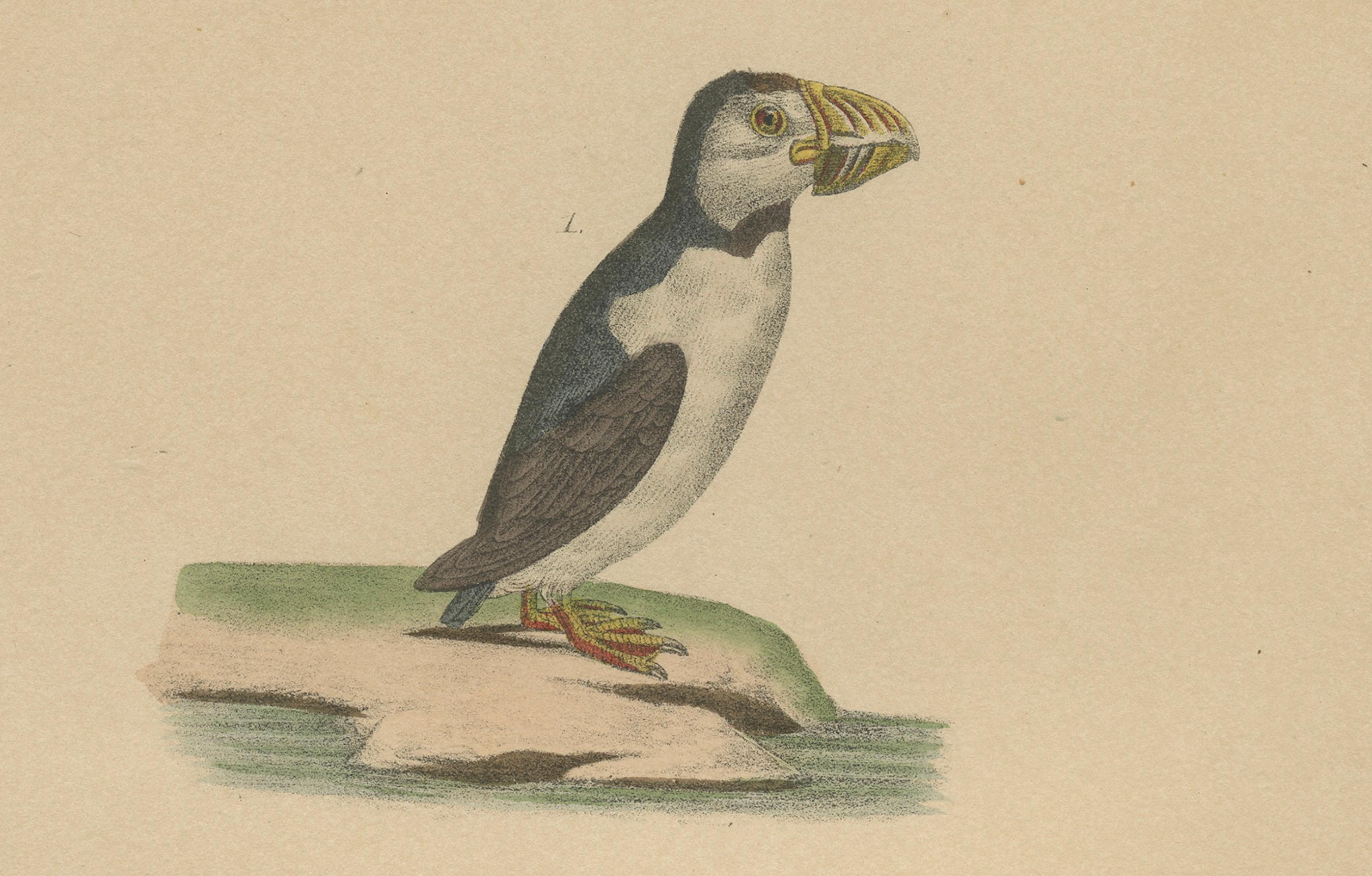 French Atlantic Puffin & Tufted Puffin – Antique hand-coloured lithograph, c.1828 For Sale