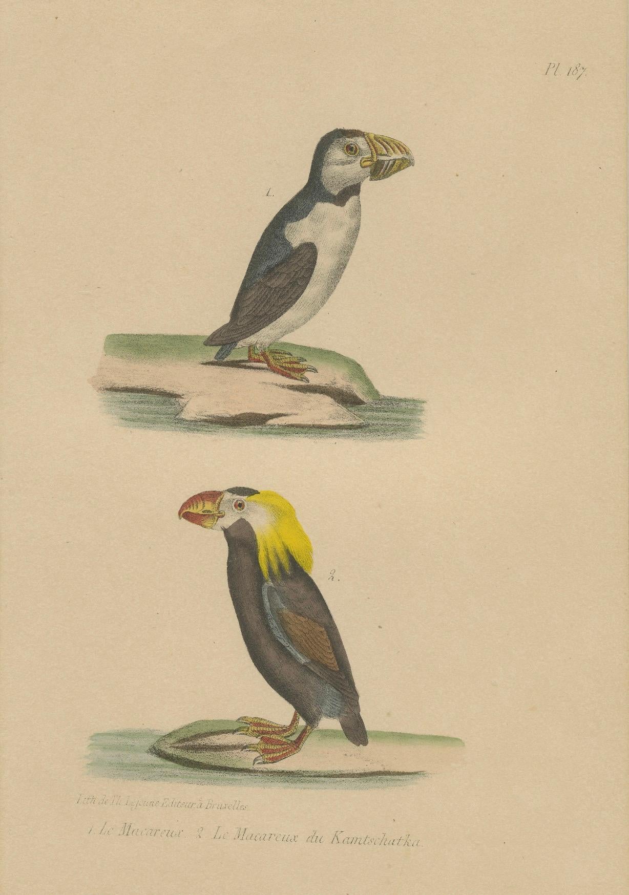 Engraved Atlantic Puffin & Tufted Puffin – Antique hand-coloured lithograph, c.1828 For Sale