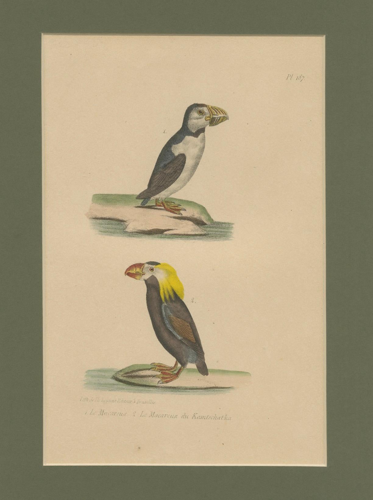 Atlantic Puffin & Tufted Puffin – Antique hand-coloured lithograph, c.1828 In Good Condition For Sale In Langweer, NL
