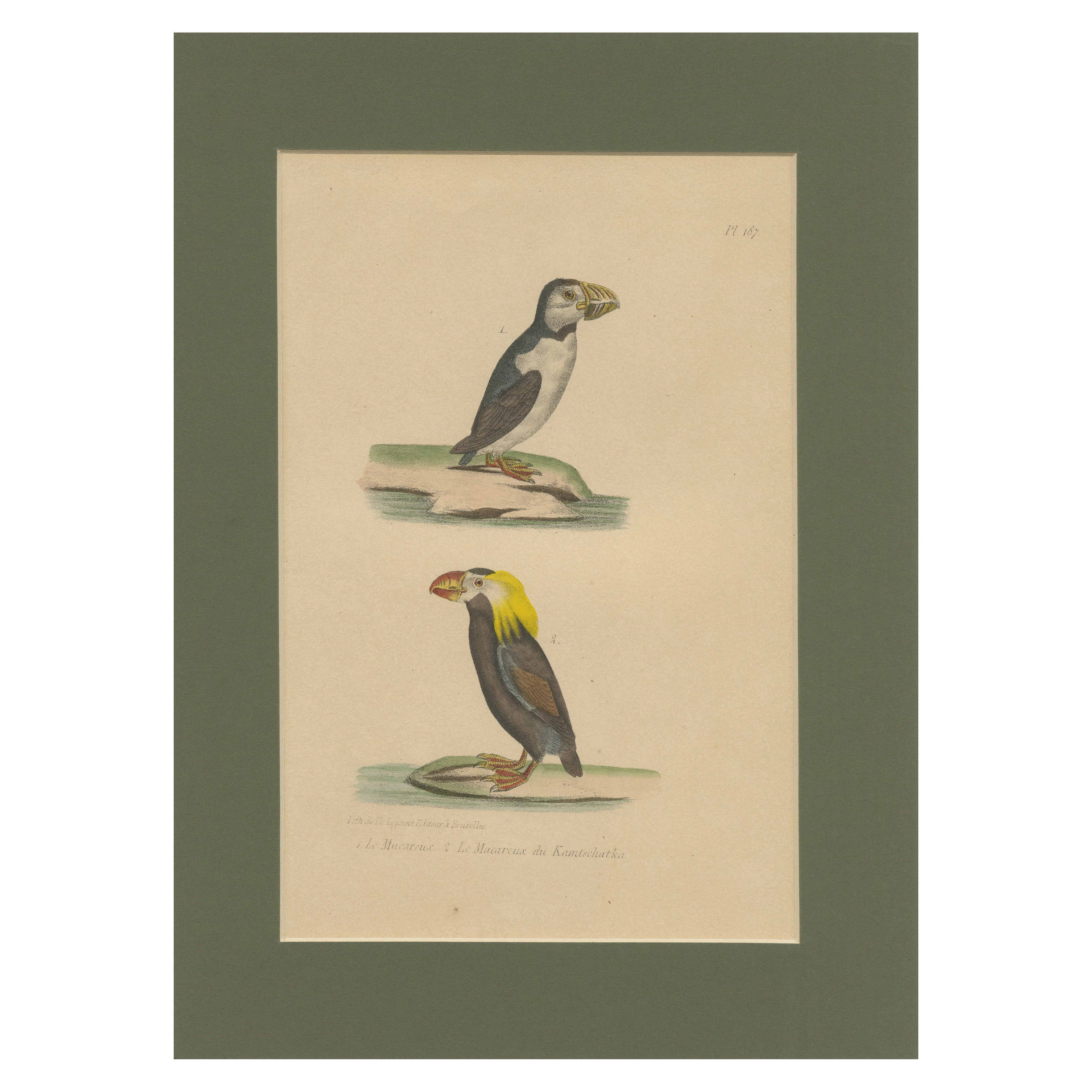 Atlantic Puffin & Tufted Puffin – Antique hand-coloured lithograph, c.1828 For Sale