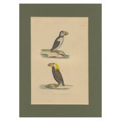 Atlantic Puffin & Tufted Puffin – Antique hand-coloured lithograph, c.1828