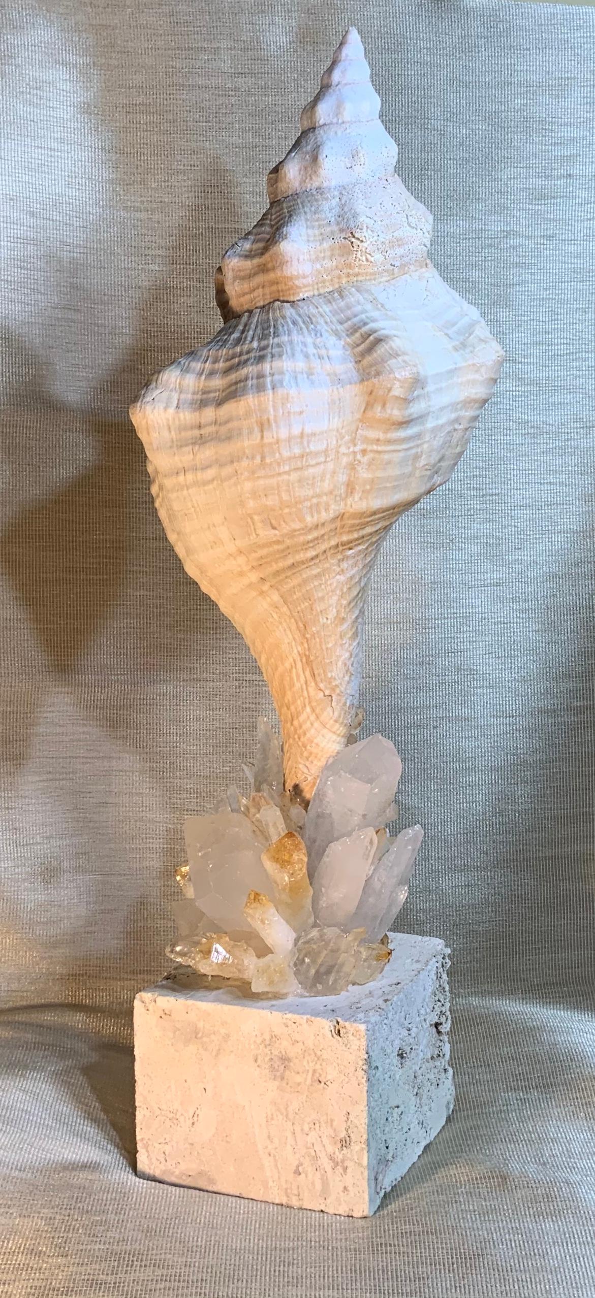Beautiful Atlantic trumpet seashell professionally mounted on genuine sea coral base, artistically embedded with exceptional crystal quartz stone, and citrine crystal quartz stone to make one of a kind piece of art for display.