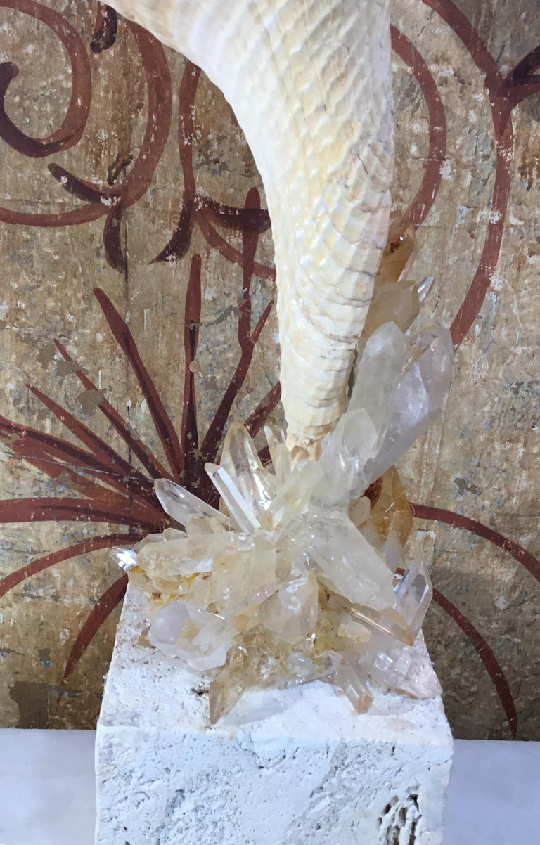 Atlantic Sea Shell and Crystal Quartz at 1stDibs