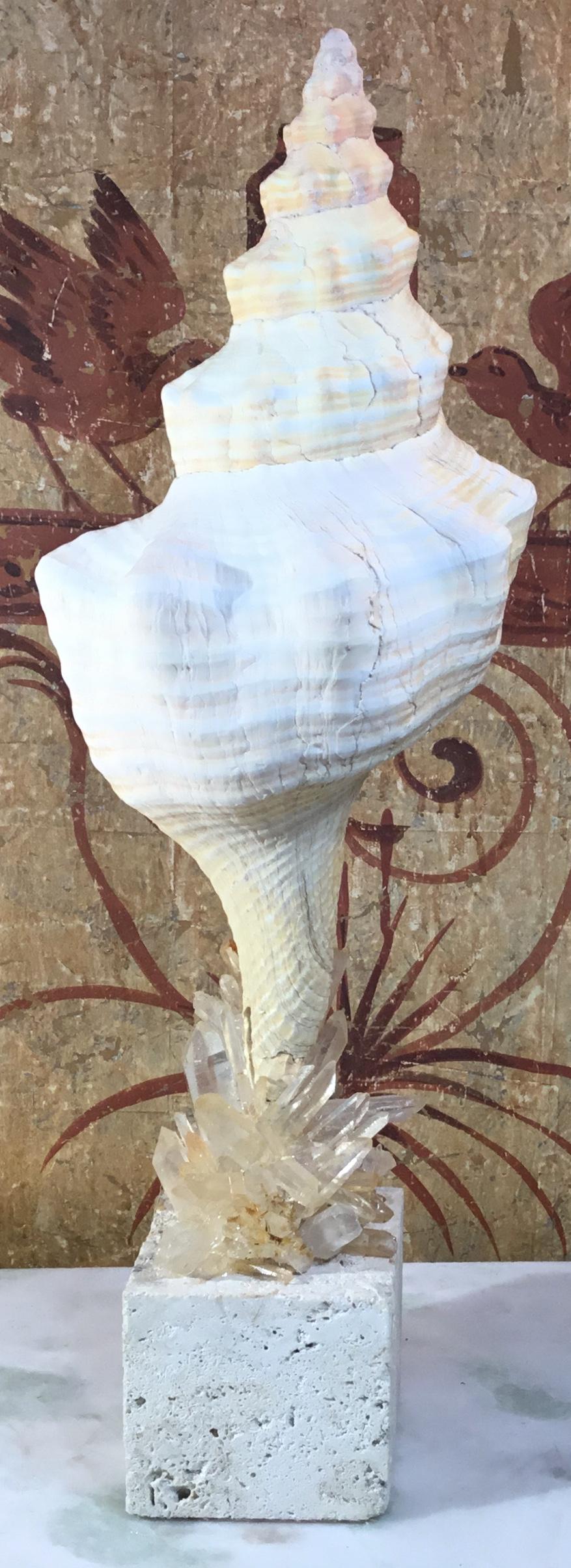 Beautiful Atlantic trumpet seashell professionally mounted on genuine sea coral base, artistically nad embedded with exceptional crystal quartz stone, to make one of a kind piece of art for display.