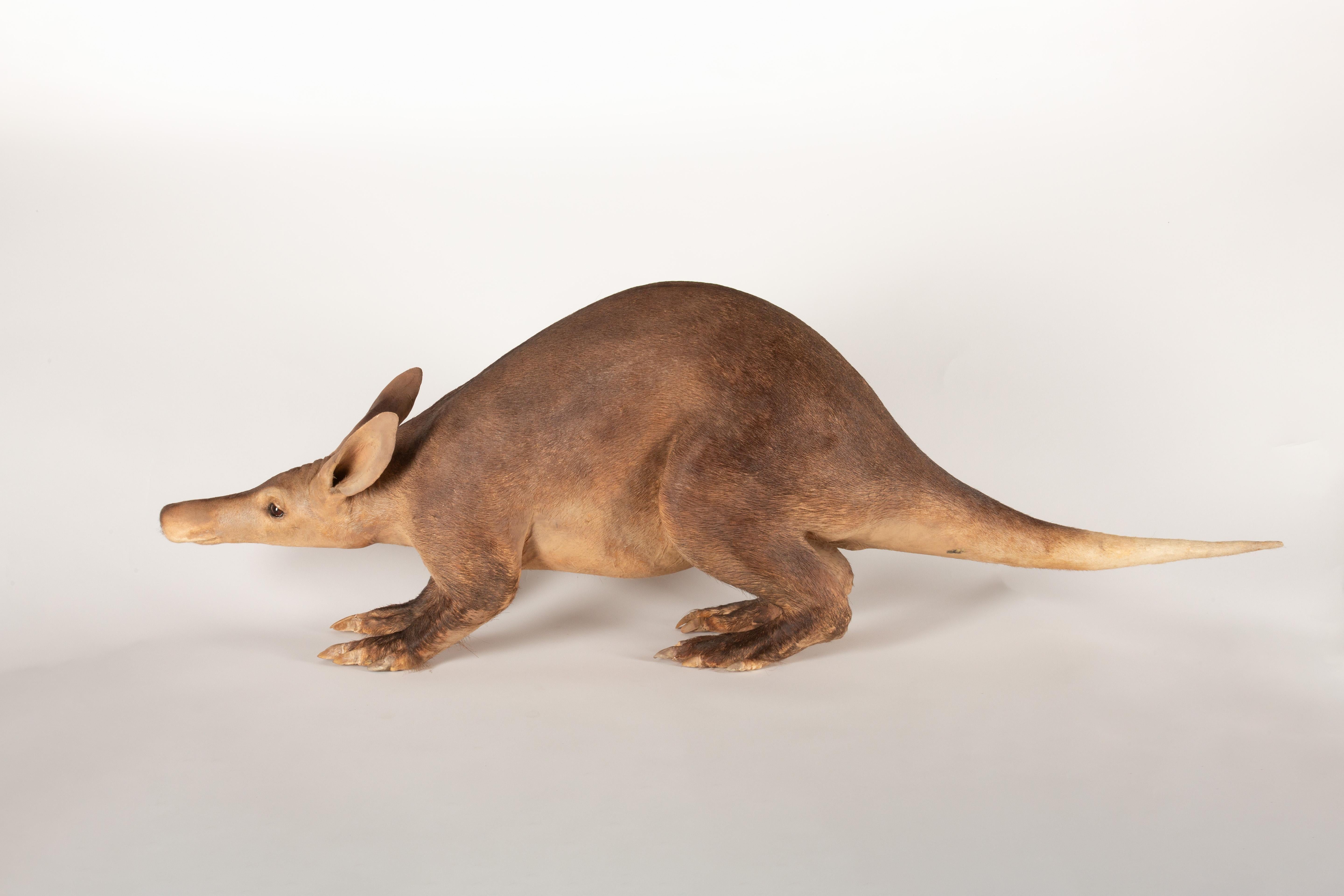 Incontra **Atticus the Aardvark**, un esemplare di tassidermia squisitamente dettagliato che cattura il fascino unico e l'anatomia di questa elusiva creatura notturna. Atticus mostra il caratteristico muso allungato dell'oritteropo, le grandi